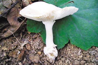 ������ȫʳ��Ұ������ͼ��