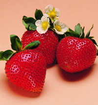 ���˽��ݮ��ͼ��